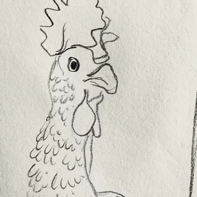 a line drawn head of a chicken, drawn in pencil. The chicken is slightly turned to the side, and has a serious look to her.